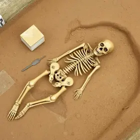 ossada humana