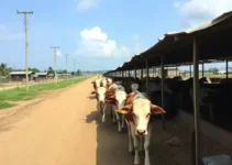 mercado do boi gordo