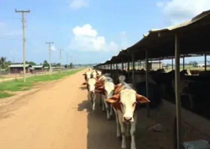 mercado do boi gordo