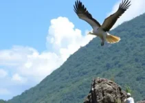 Tocantinópolis Série D